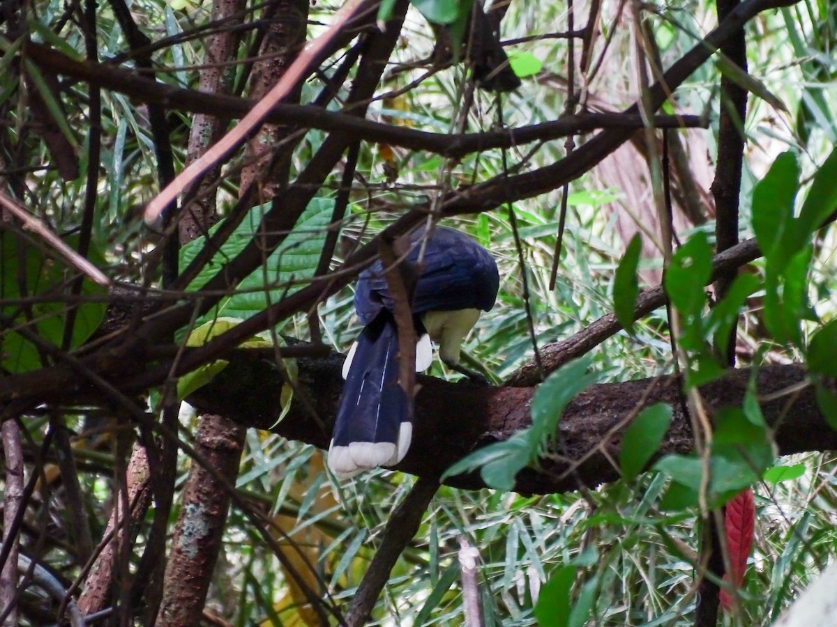 Black-chested Jay - ML646562760