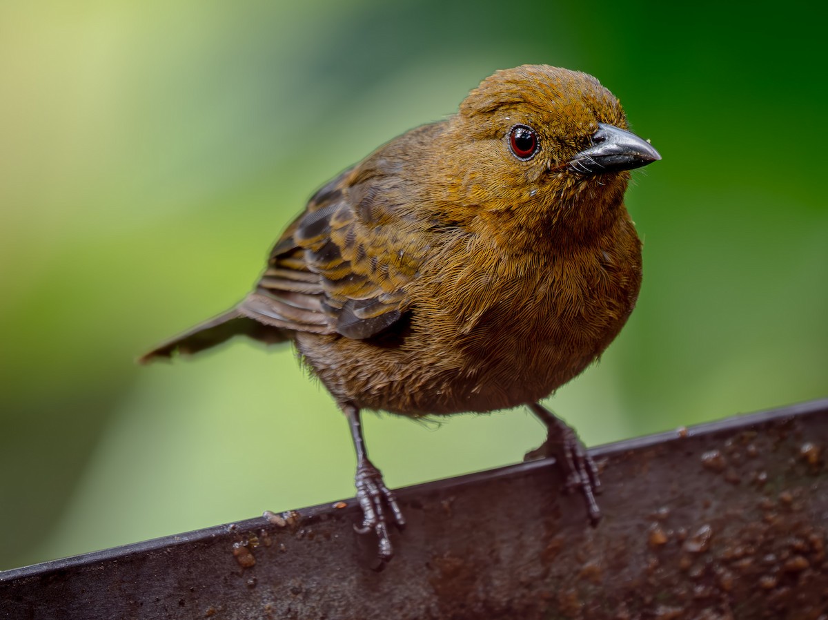 Ochre-breasted Tanager - ML646562763