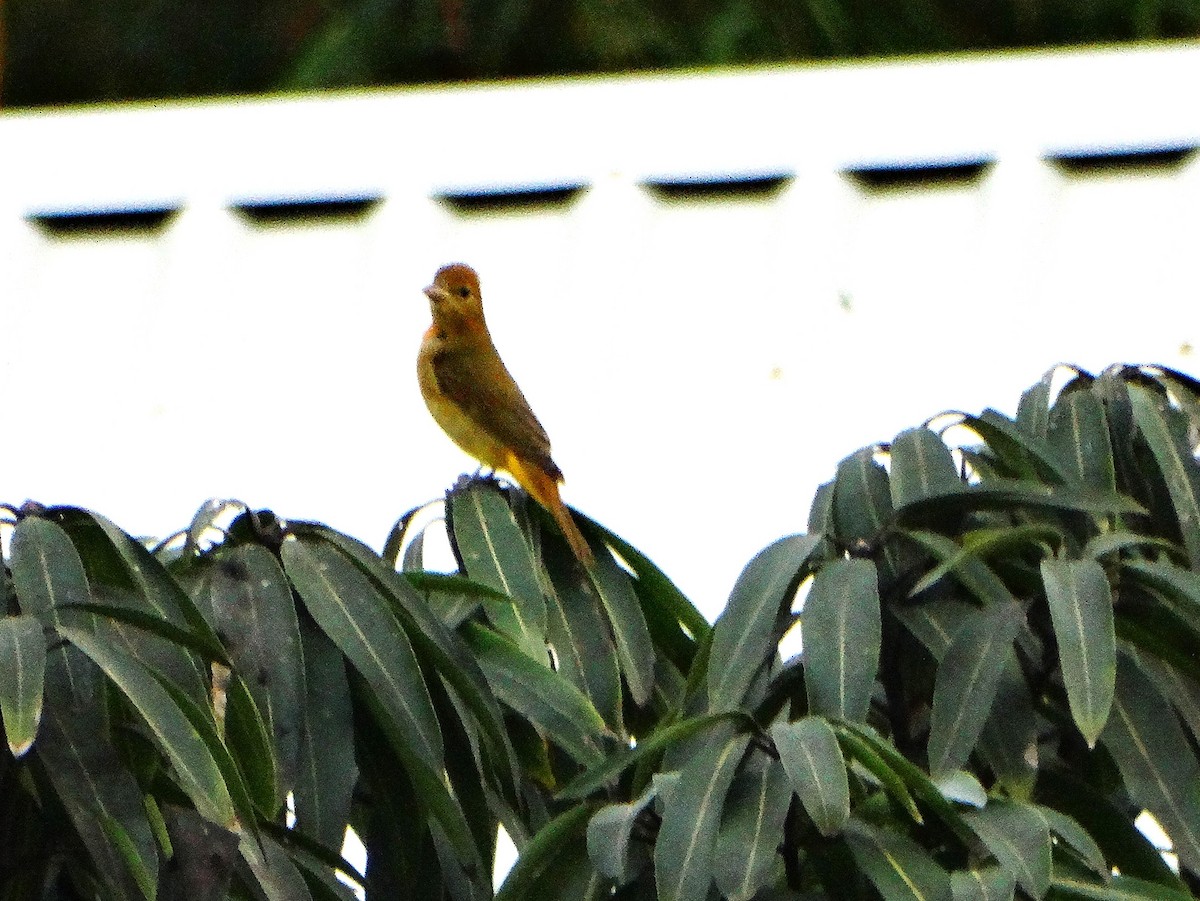 Summer Tanager - ML646562764