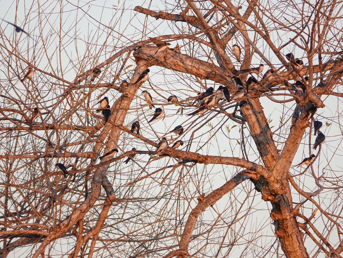 Tree Swallow - ML646562765