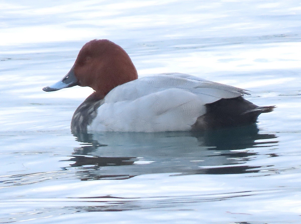 Common Pochard - ML646562766