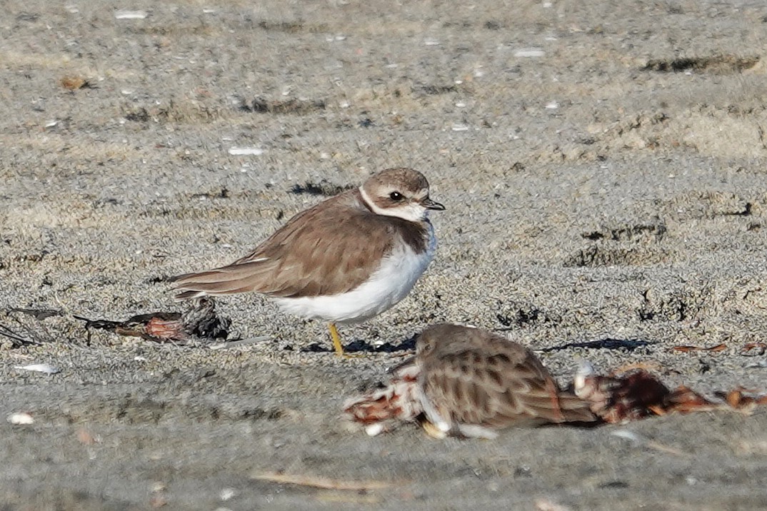 Semipalmated Plover - ML646562771