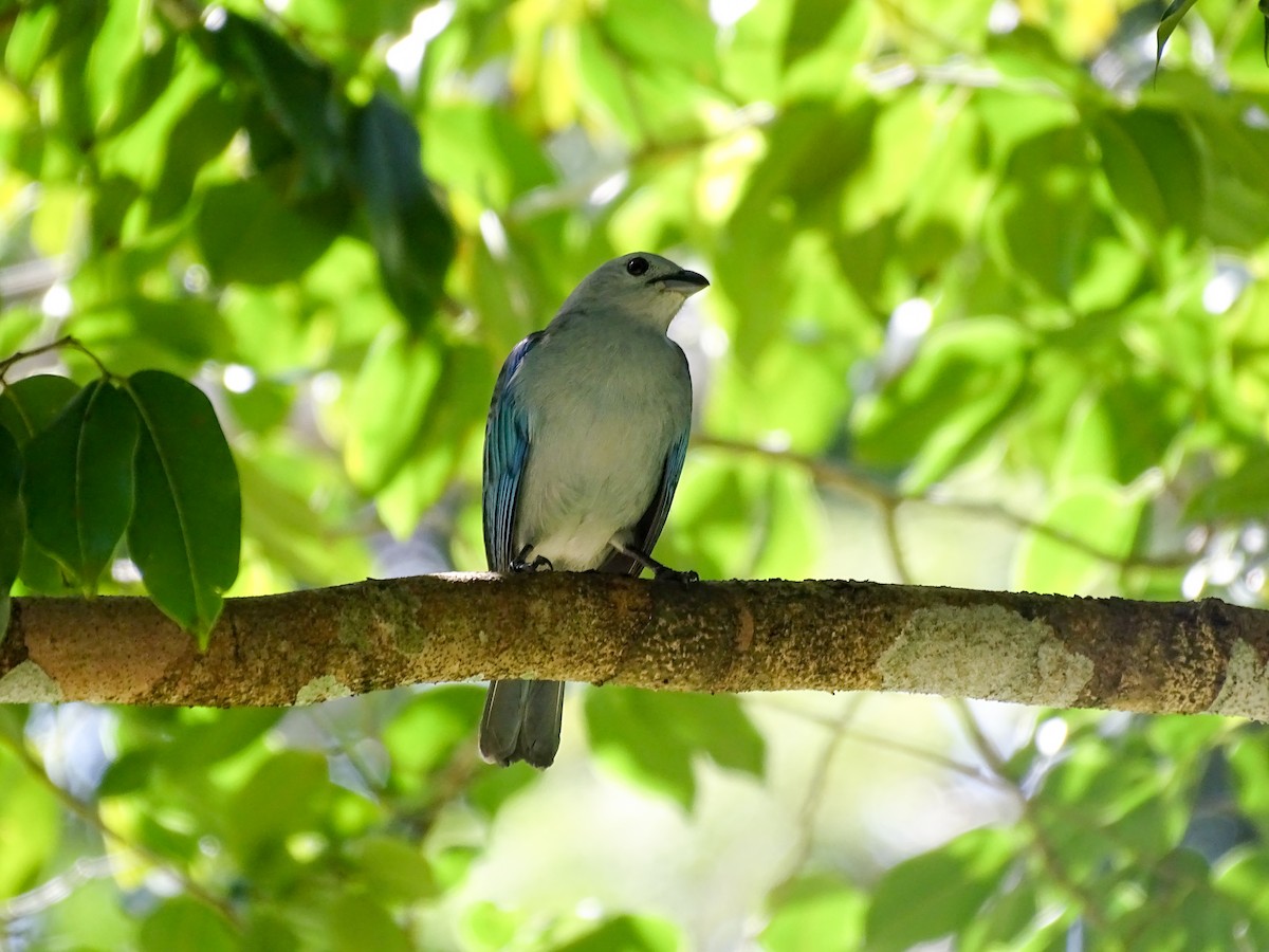 Blue-gray Tanager - ML646562773