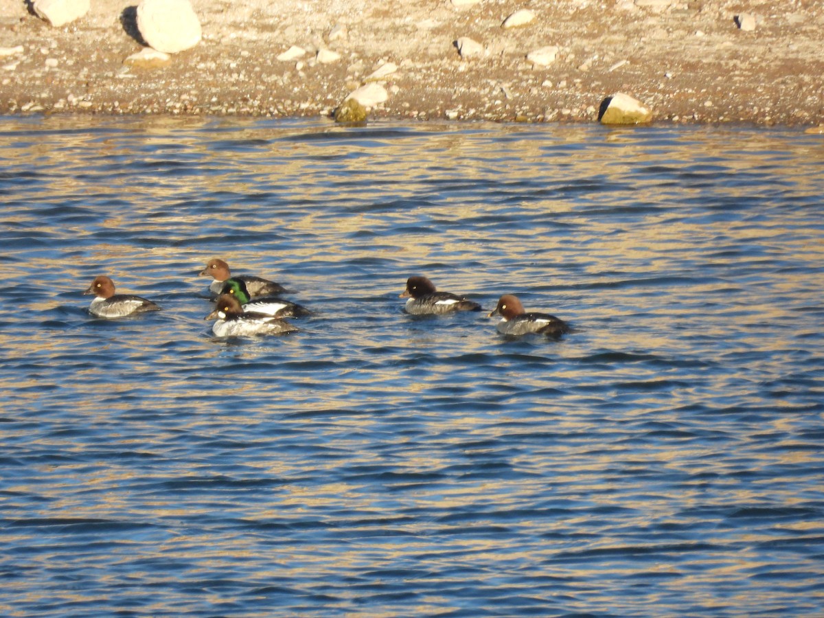 Common Goldeneye - ML646562776