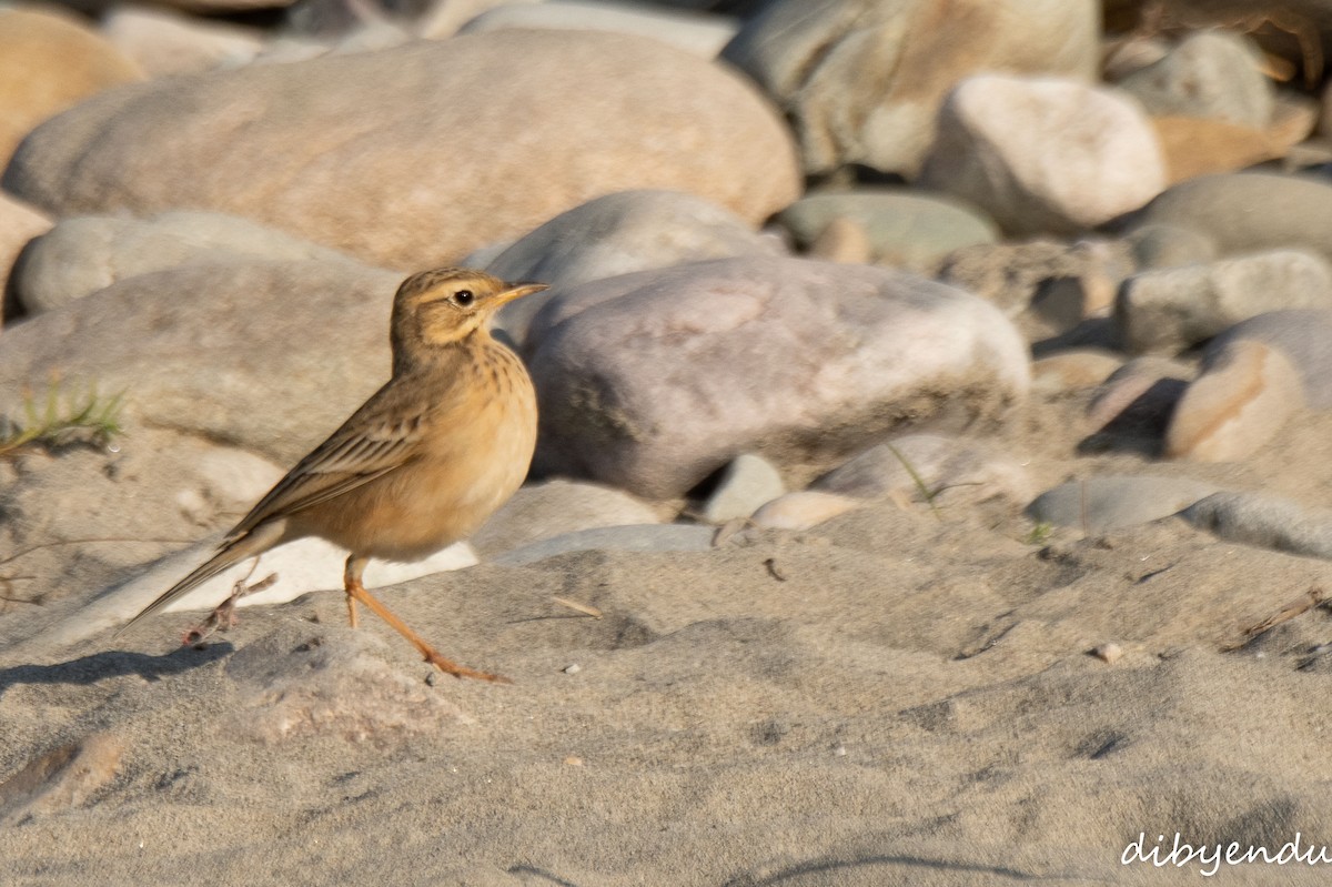 Paddyfield Pipit - ML646562780
