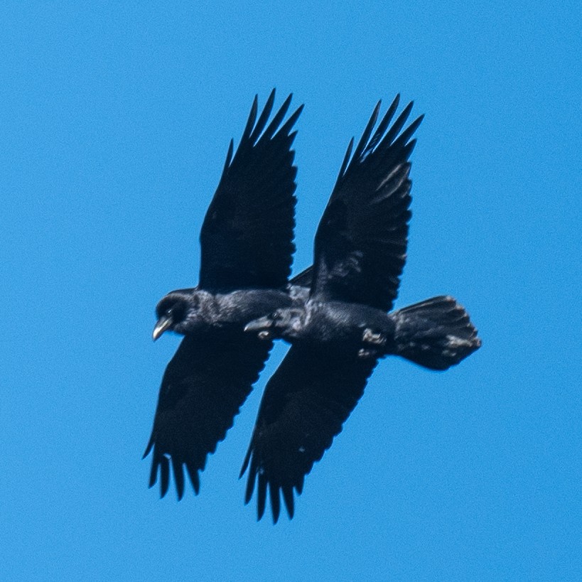 Erroi handia - ML646562781