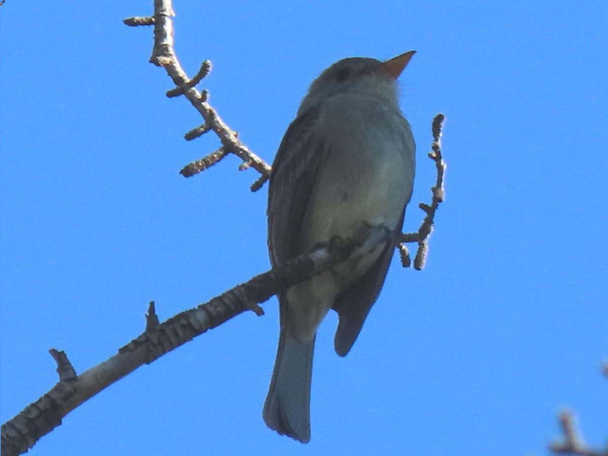 Greater Pewee - ML646562783