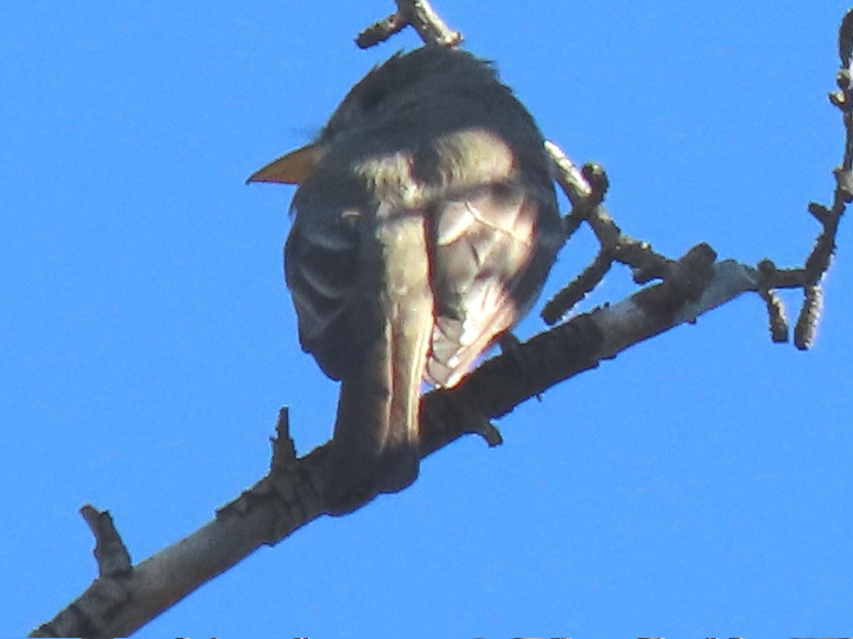 Greater Pewee - ML646562784