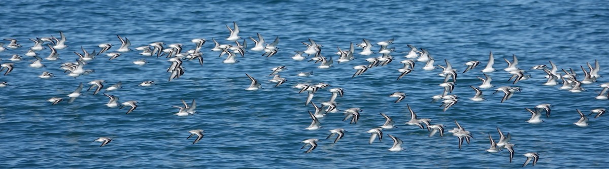 Sanderling - ML646562785