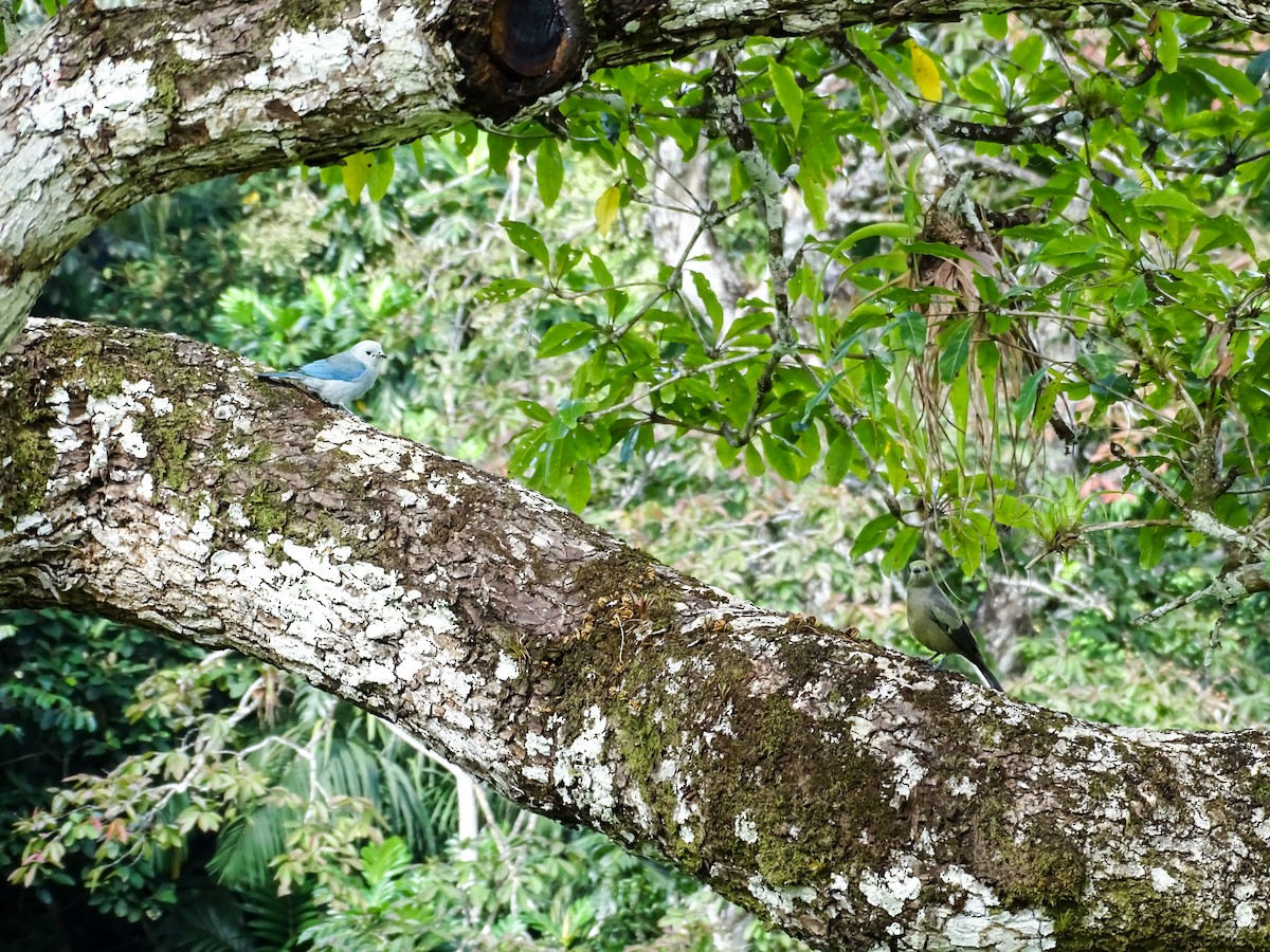 Palm Tanager - ML646562792