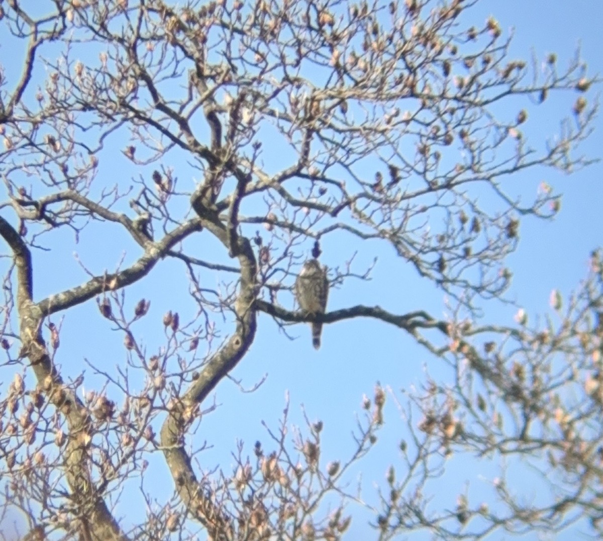 Merlin - ML646562795