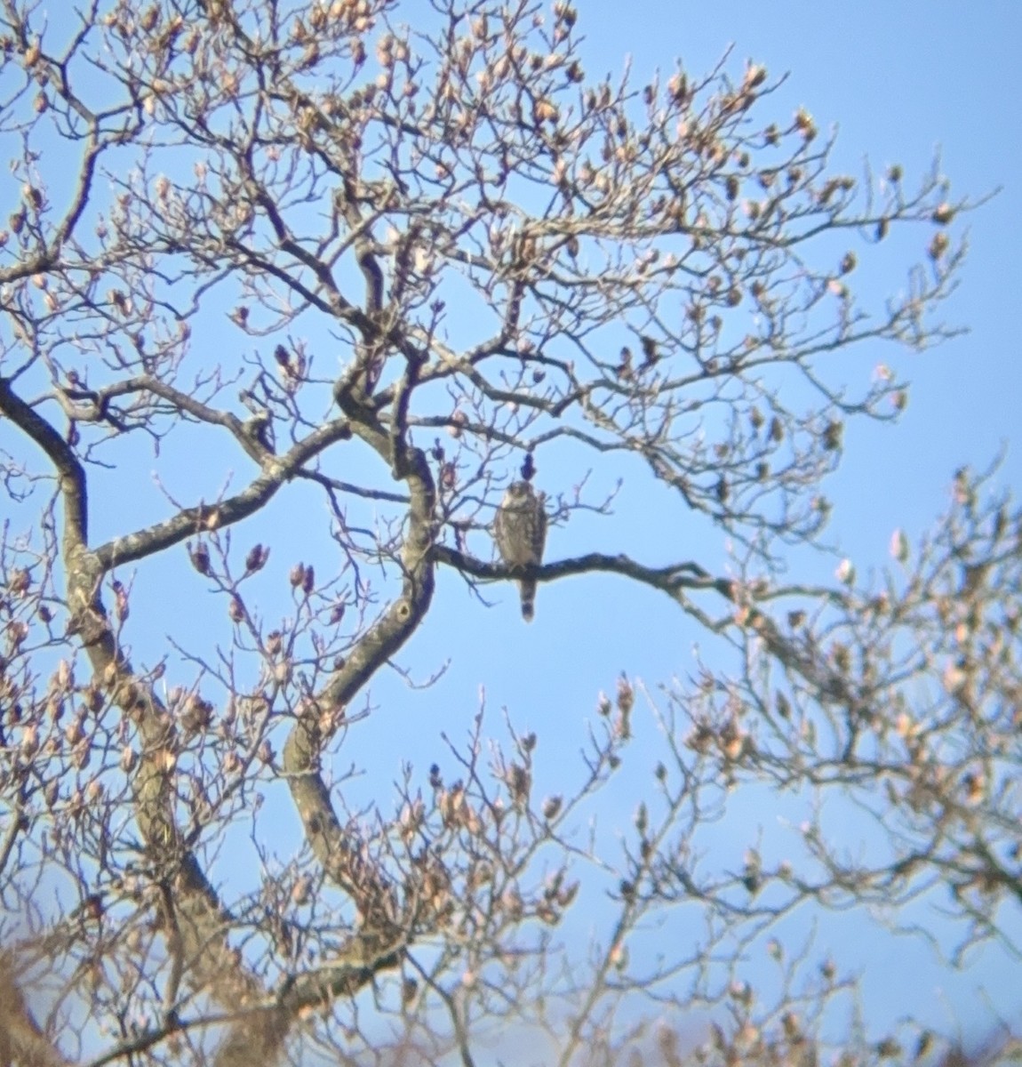 Merlin - ML646562796