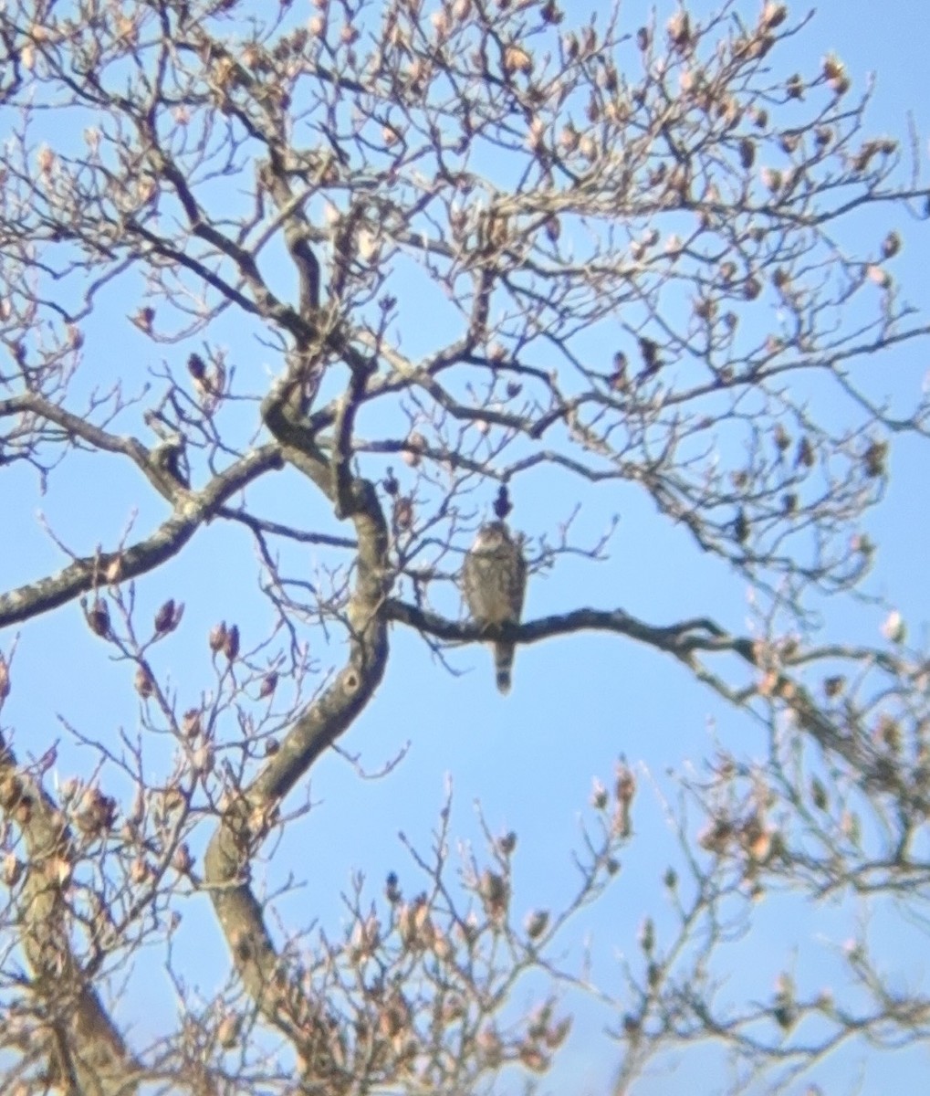 Merlin - ML646562797