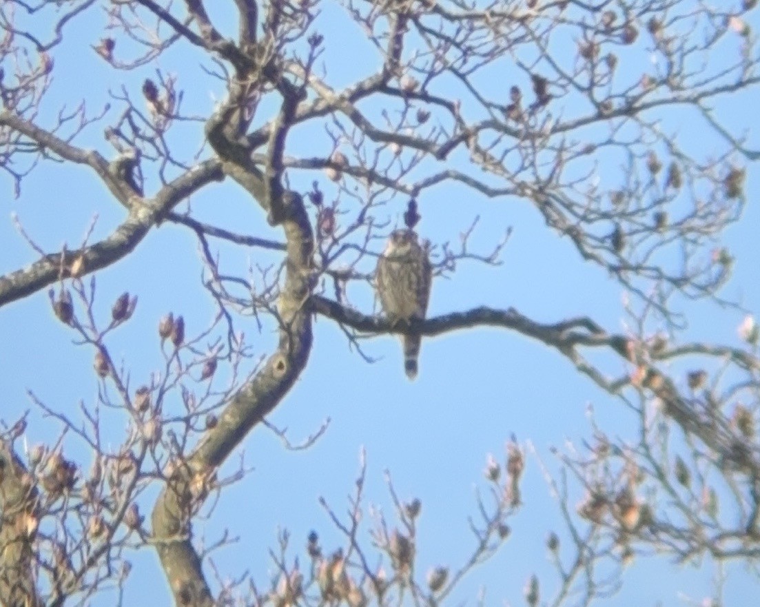 Merlin - ML646562798