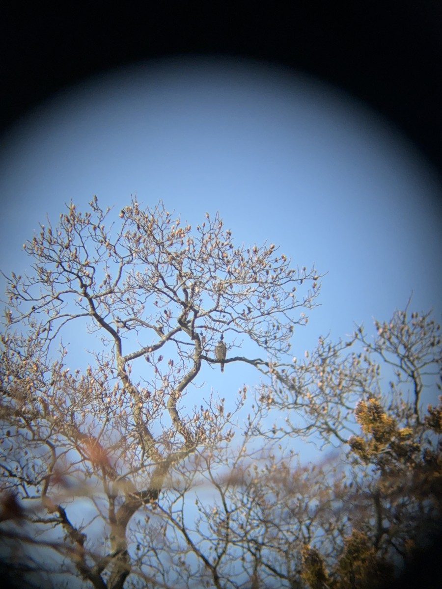 Merlin - ML646562799