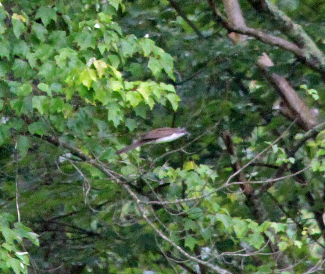 kukačka černozobá - ML646562801