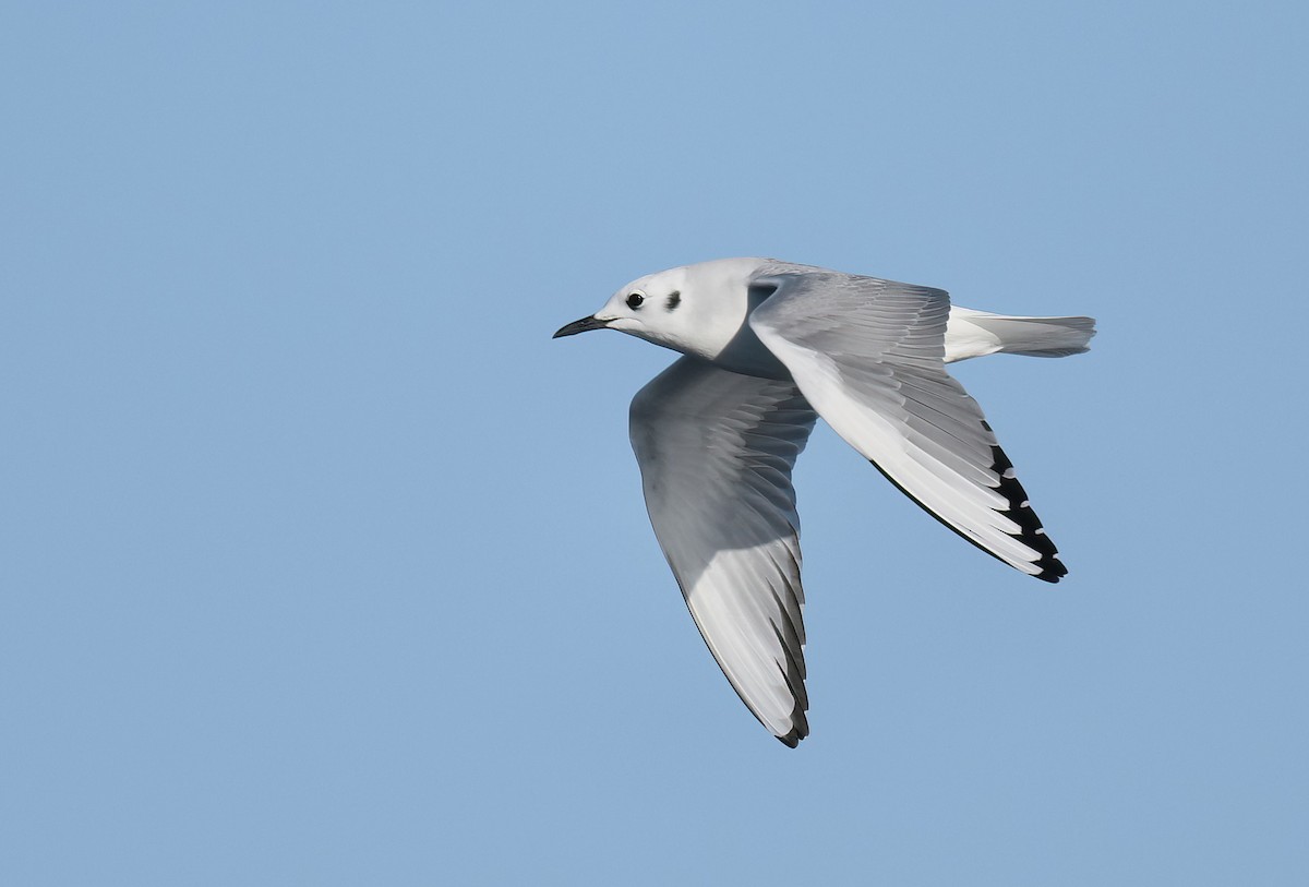 Bonaparte's Gull - ML646562802