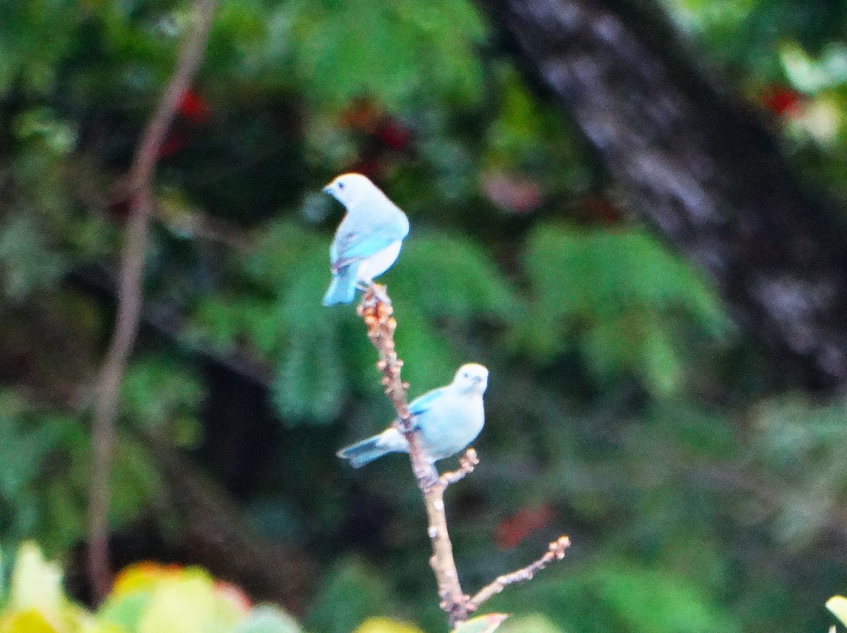 Blue-gray Tanager - ML646562806