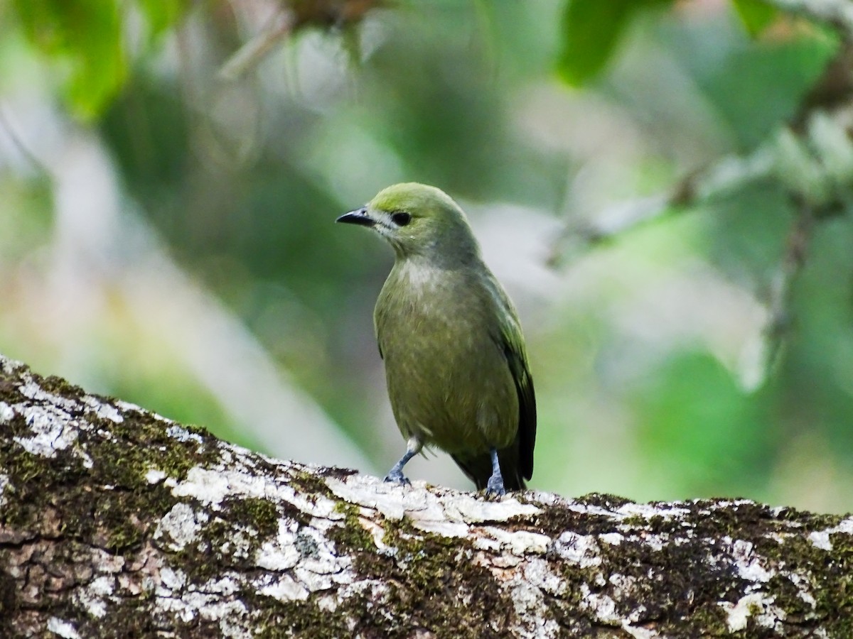 Palm Tanager - ML646562813