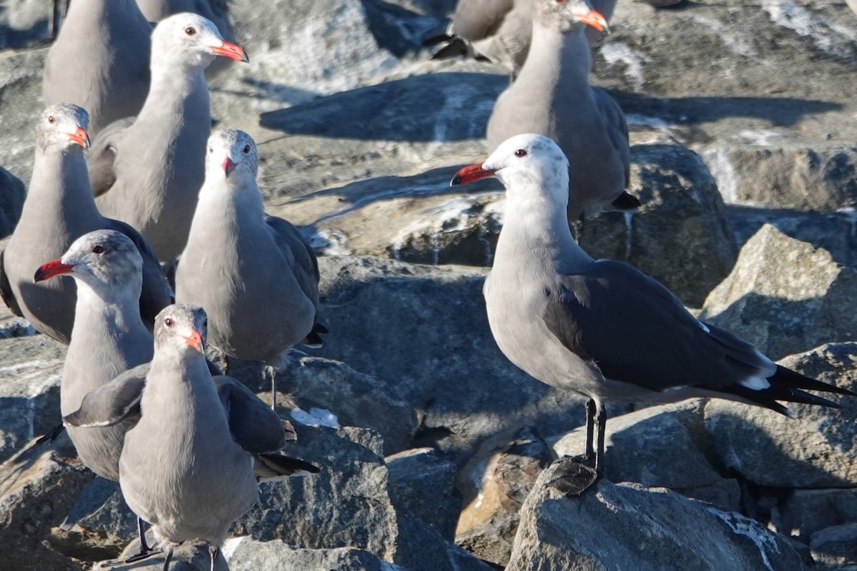 Heermann's Gull - ML646562816
