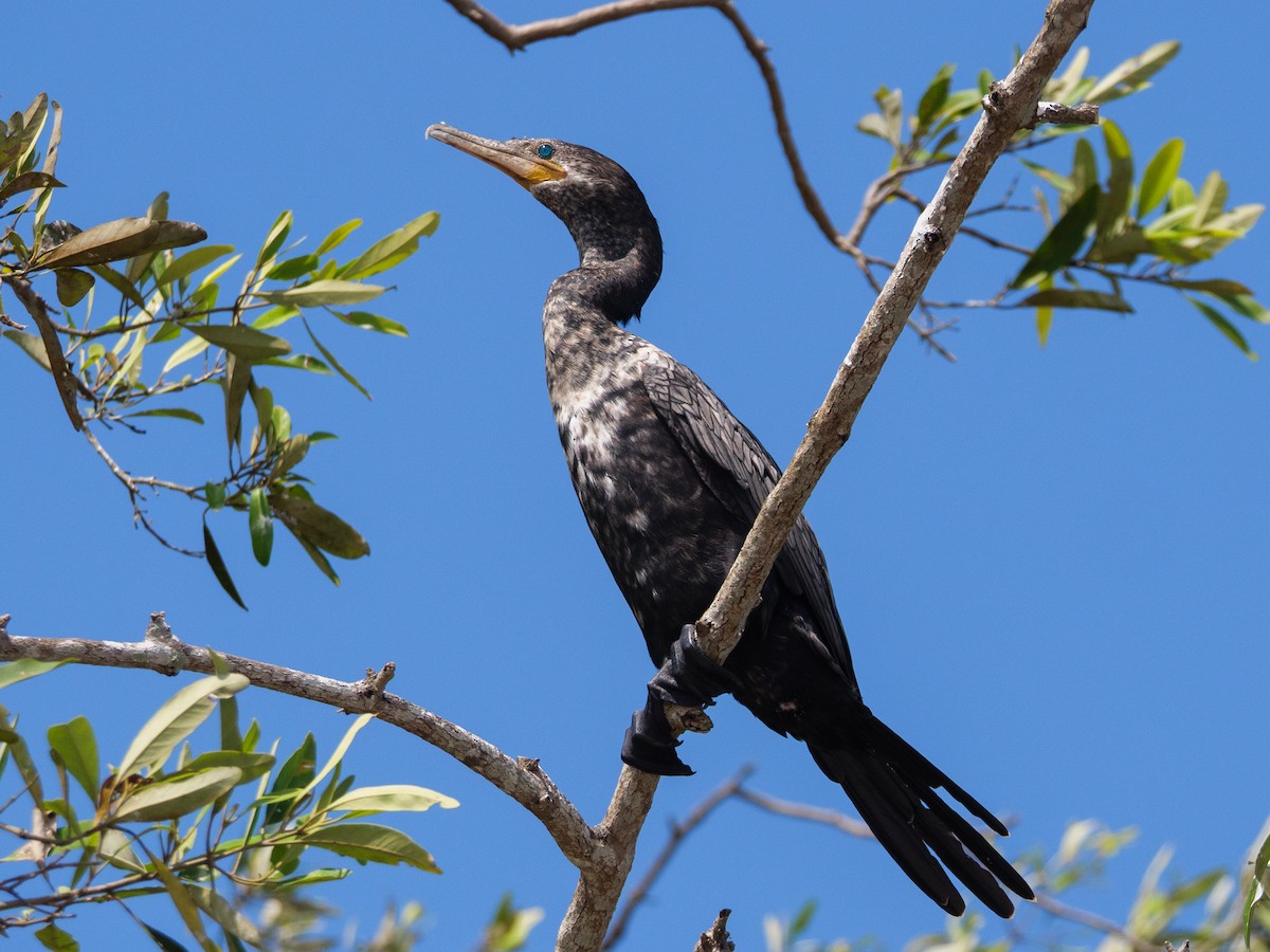 Neotropic Cormorant - ML646562818