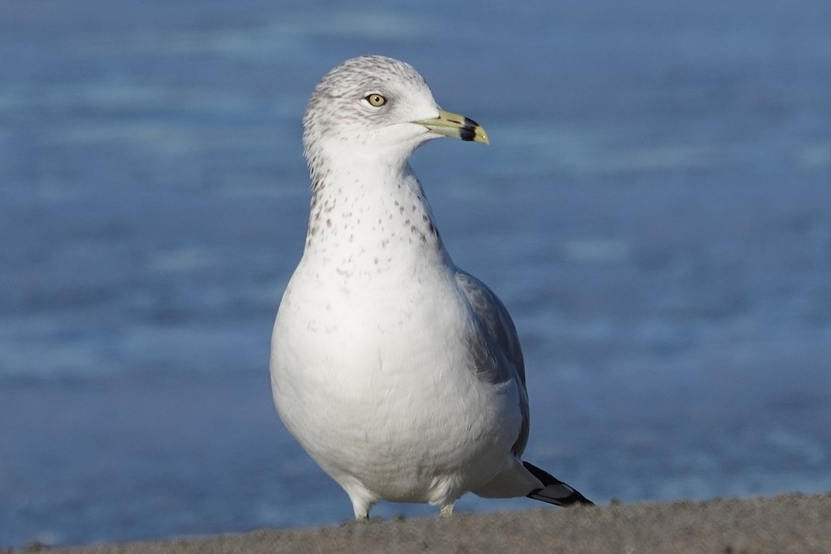 Ring-billed Gull - ML646562822
