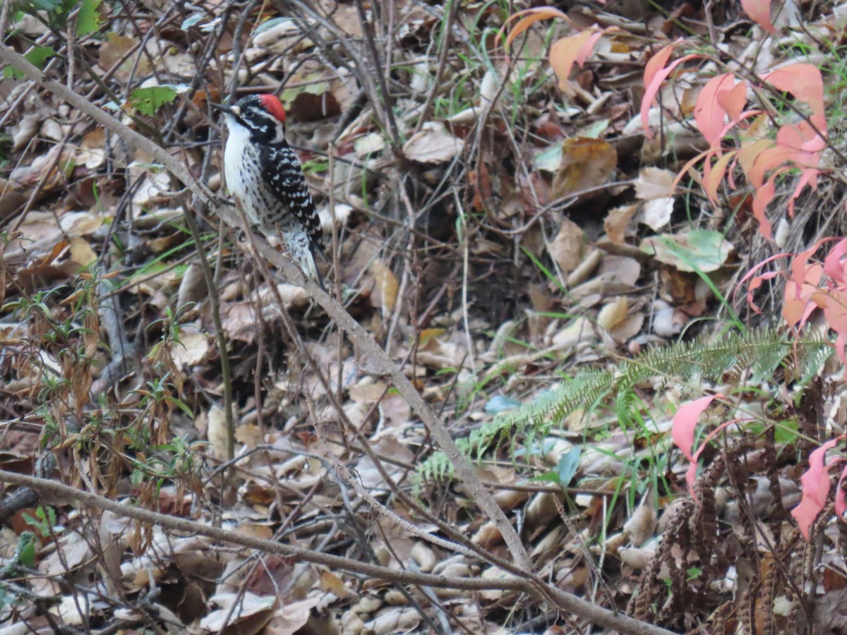 Nuttall's Woodpecker - ML646562823