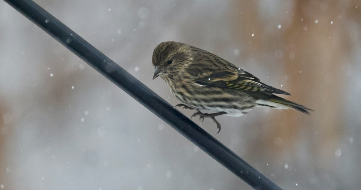 Pine Siskin - ML646562828