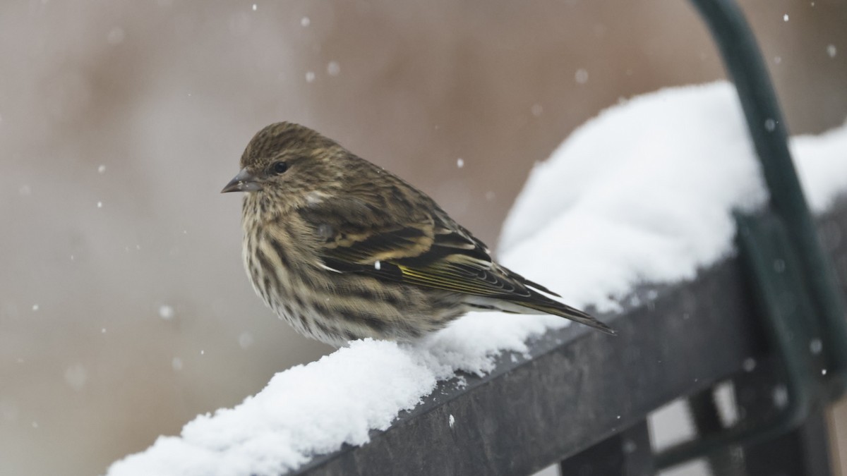 Pine Siskin - ML646562829