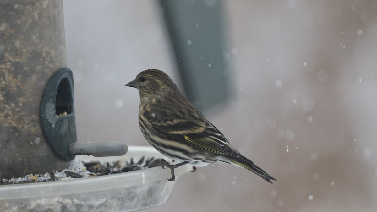 Pine Siskin - ML646562830