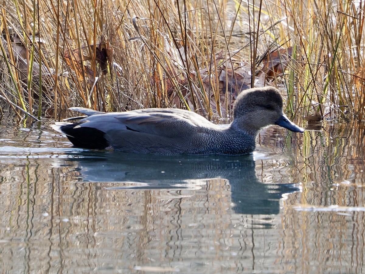 オカヨシガモ - ML646562831