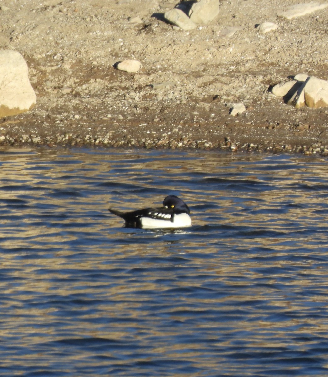 キタホオジロガモ - ML646562837