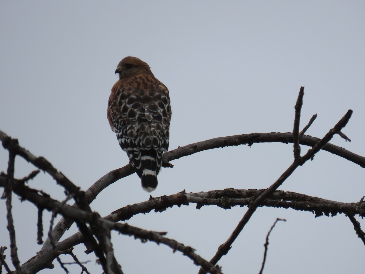 Red-shouldered Hawk - ML646562841