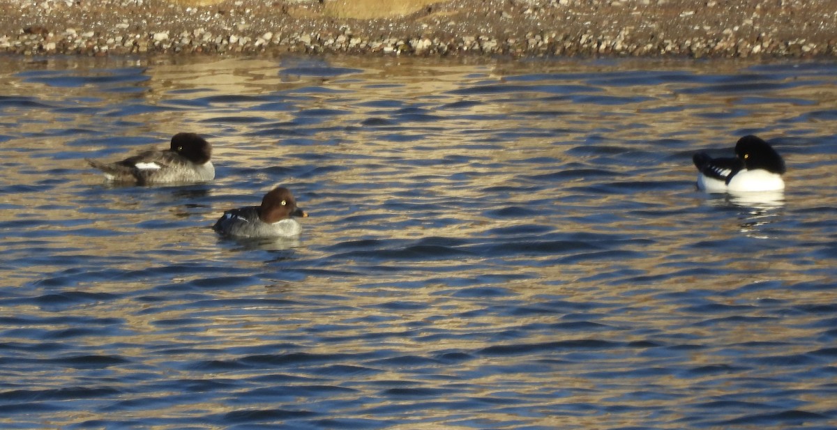 キタホオジロガモ - ML646562844