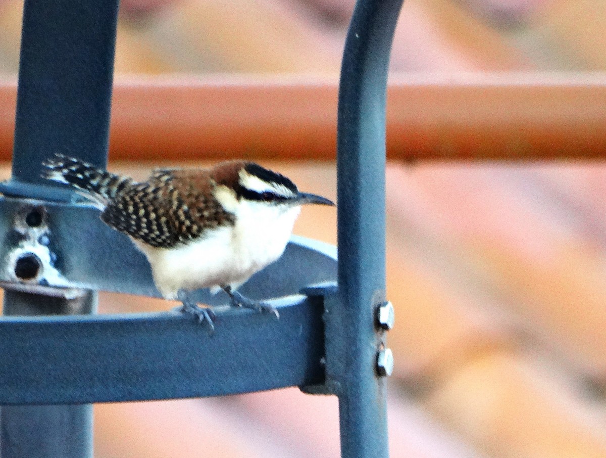 Rufous-backed Wren - ML646562845
