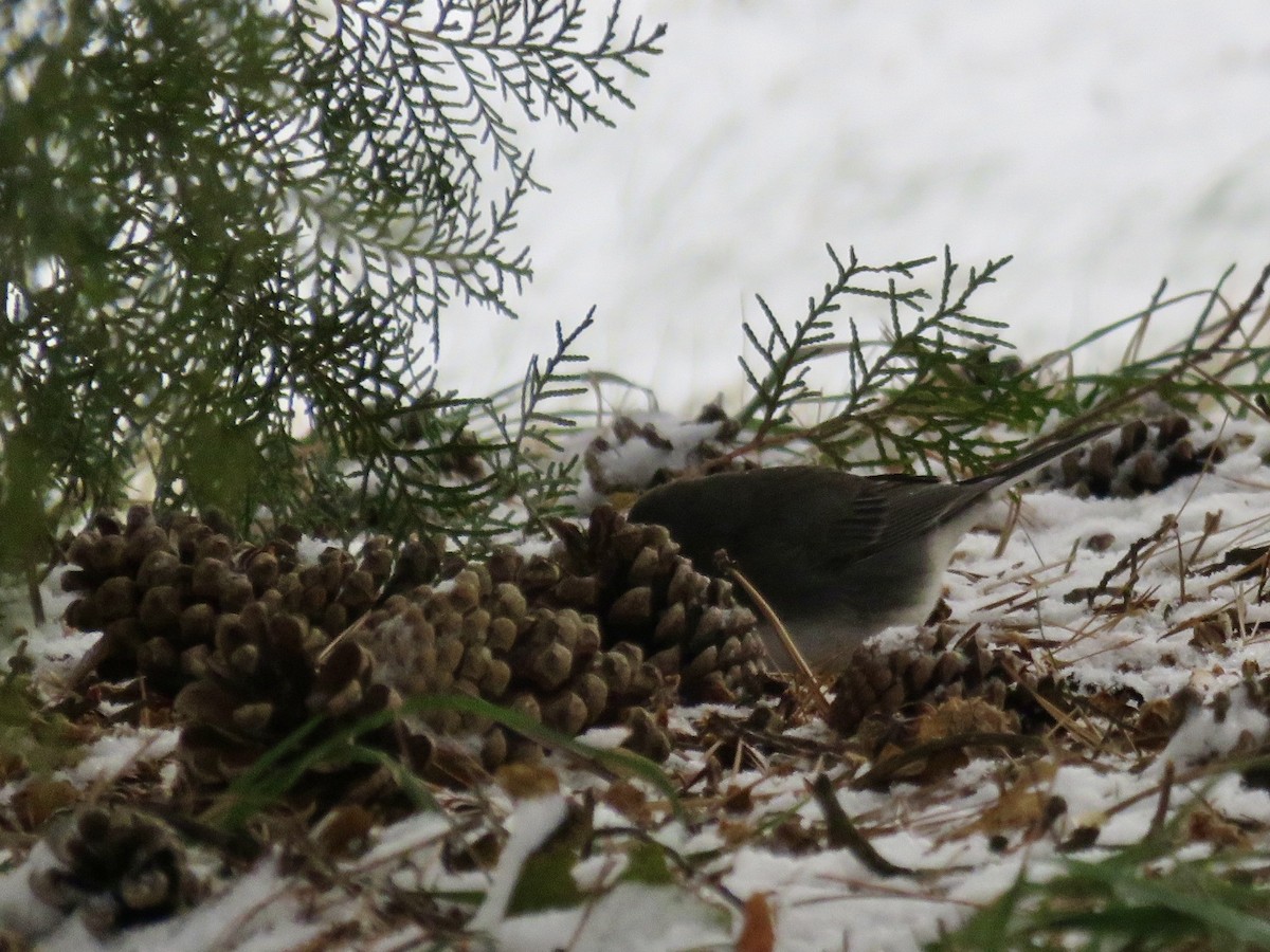 Dark-eyed Junco - ML646562847