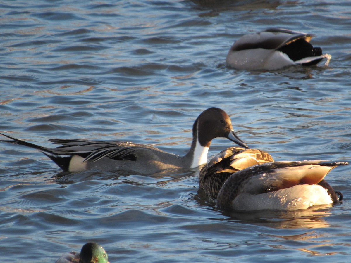 尖尾鴨 - ML646562848