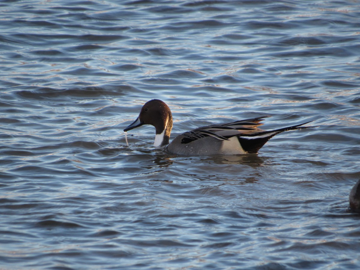 尖尾鴨 - ML646562849