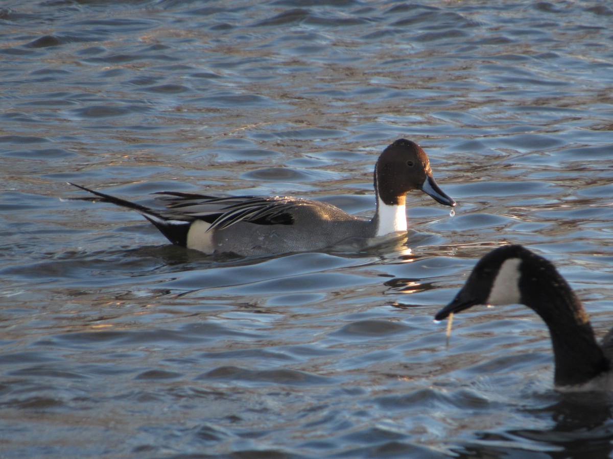 尖尾鴨 - ML646562850