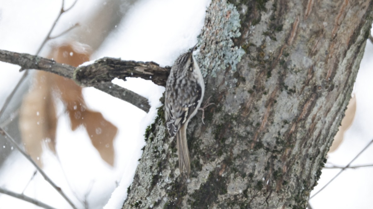 šoupálek americký - ML646562852