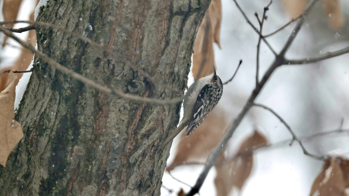 šoupálek americký - ML646562853