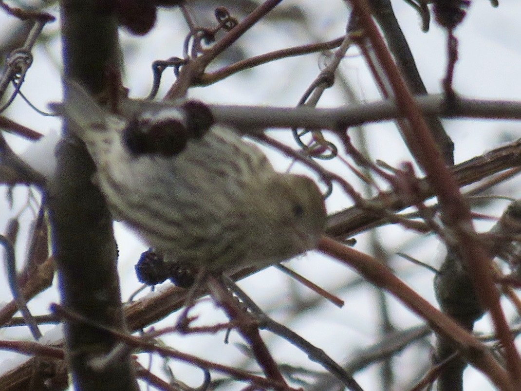 Pine Siskin - ML646562855