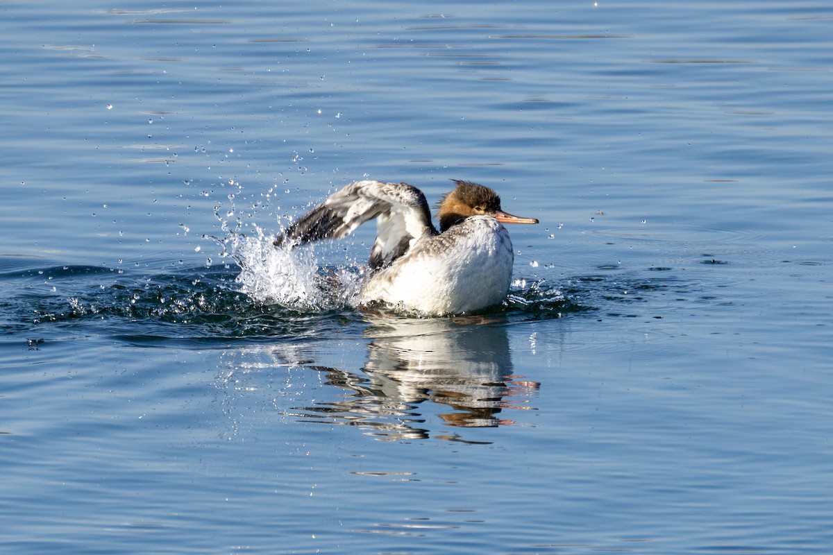 morčák prostřední - ML646562856