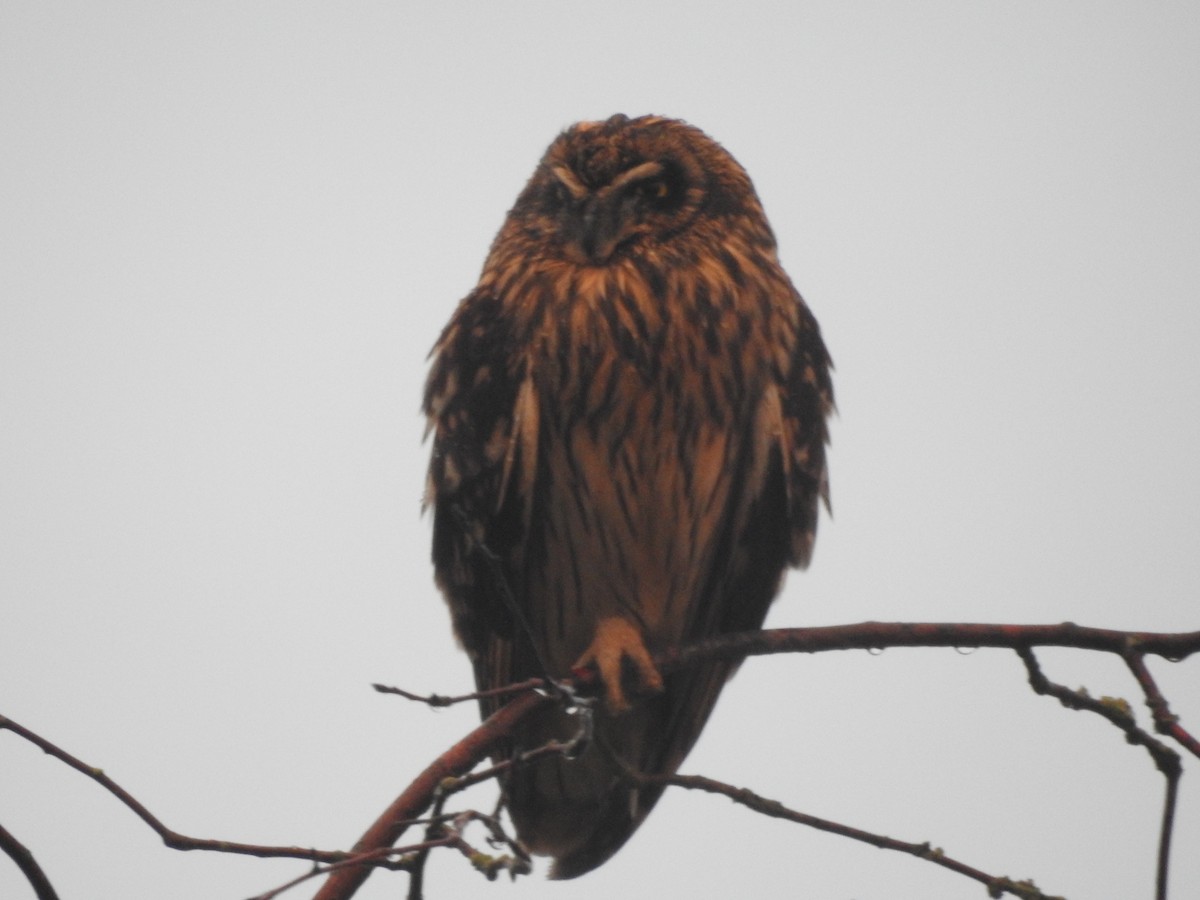 Short-eared Owl - ML646562858