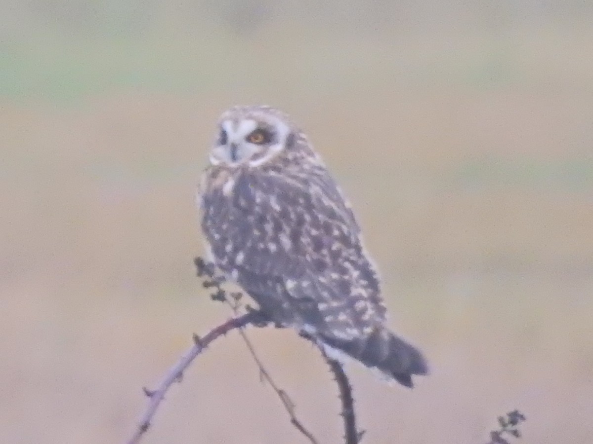 Short-eared Owl - ML646562859