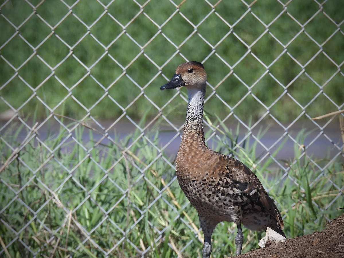 West Indian Whistling-Duck - ML646562865
