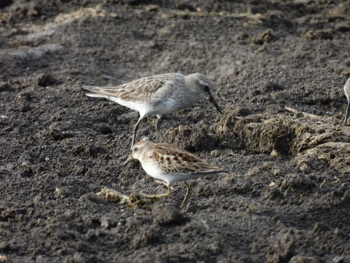 Ak Sokumlu Kumkuşu - ML646562869