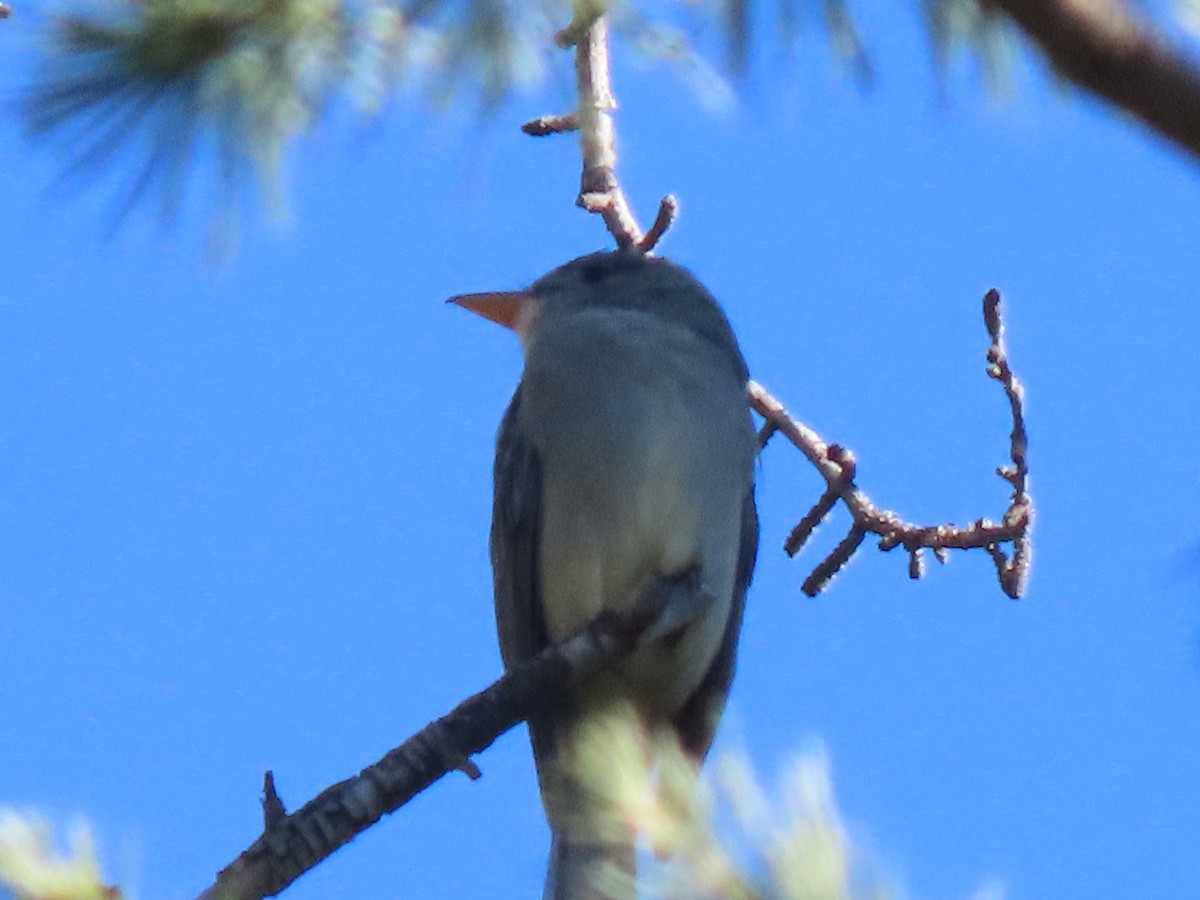 Greater Pewee - ML646562870
