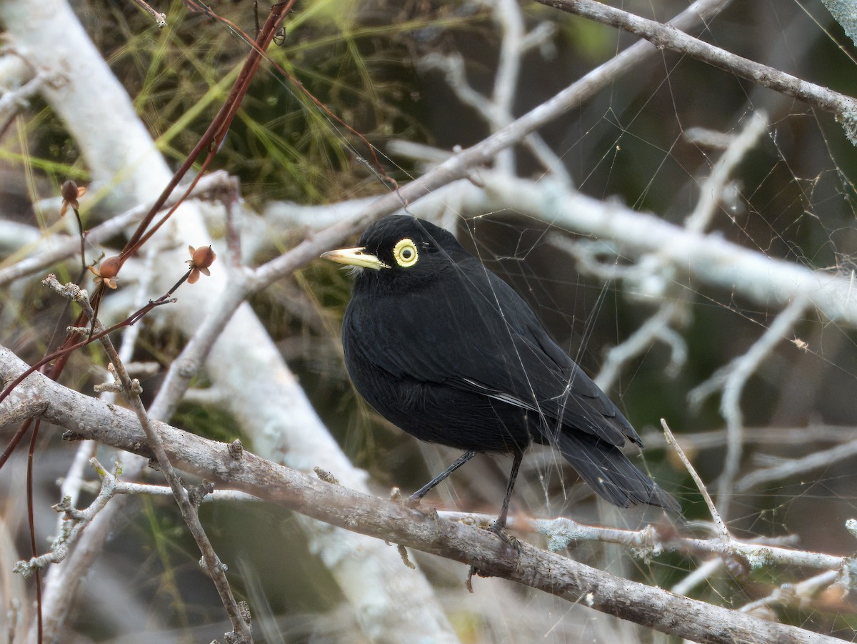 メガネタイランチョウ - ML646562871