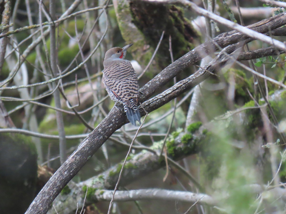 Northern Flicker - ML646562872